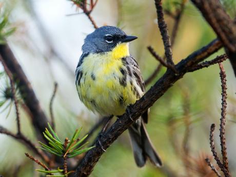 A small Blue and yellow brested bird on a branch.